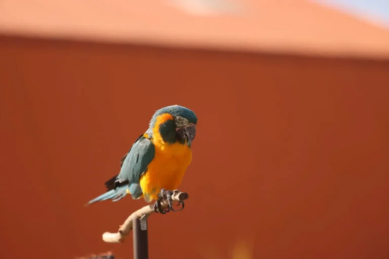 Vente d&rsquo;oiseaux exotiques en ligne : loi, papiers et arnaques