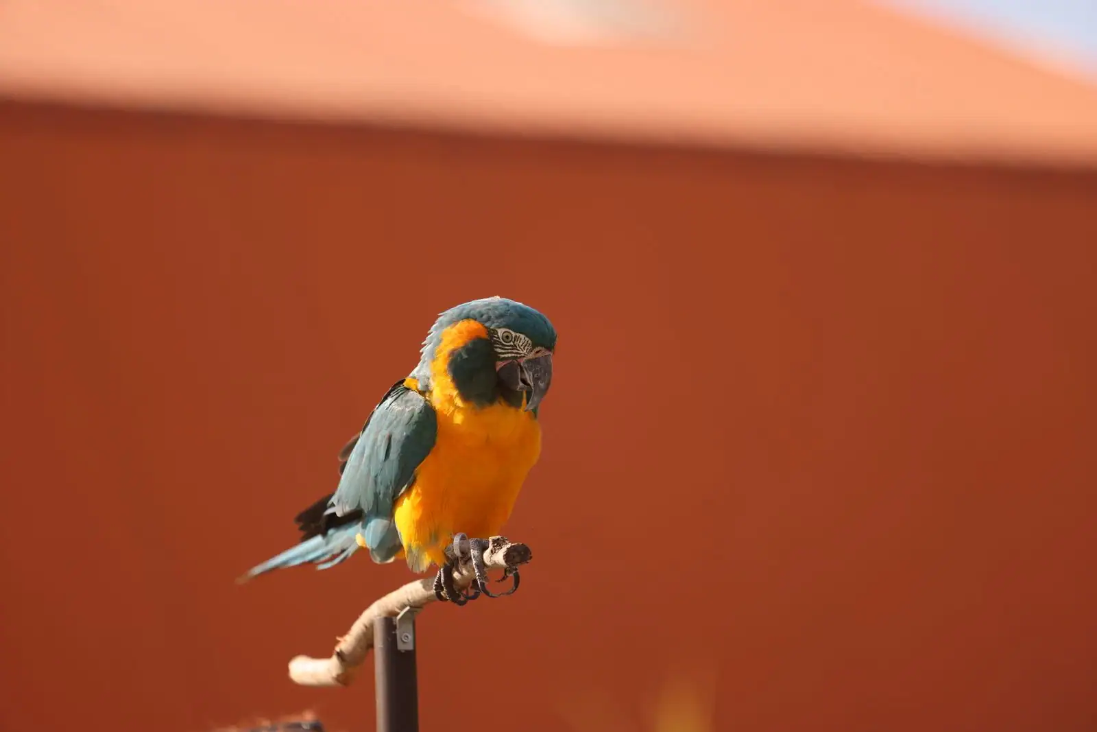 Perroquet ara au plumage bleu et jaune perché sur un support, oiseau exotique de compagnie
