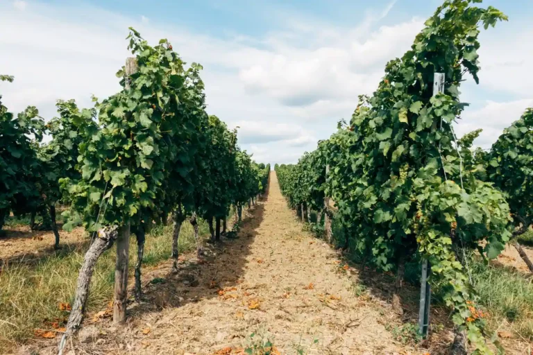 Acheter un domaine viticole à Bordeaux : ce qu&rsquo;il faut savoir