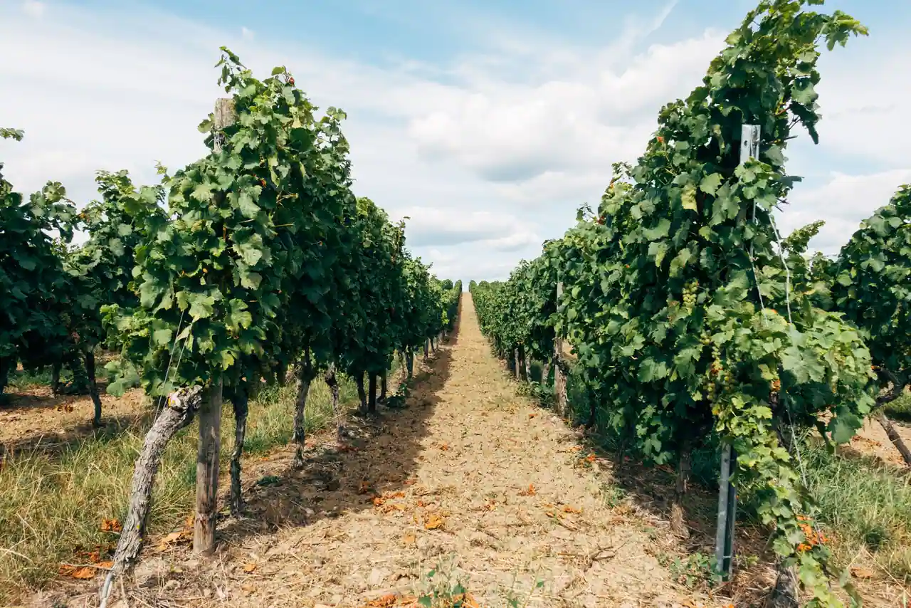 Rangs de vigne alignés dans un vignoble en été, s'étirant jusqu'à l'horizon